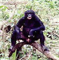 A male bilia (bonobo) at Wamba